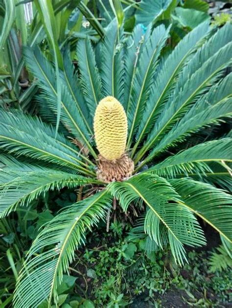 鐵樹開花 意思
